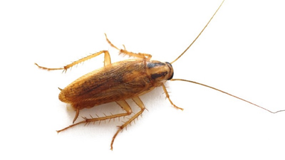 German Roach Control San Bernardino | ESSENTIAL PEST MANAGEMENT