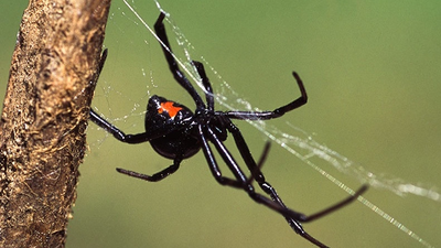 Spider Control San Bernardino | Essential Pest Management