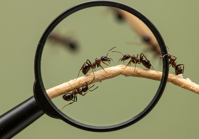 Ant Control San Bernardino | Essential Pest Management